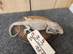 Bearded Dragon Reptile Full Body Taxidermy Mount Reptile