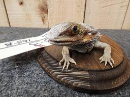 Bearded Dragon Reptile Full Body Taxidermy Mount Reptile