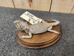 Bearded Dragon Reptile Full Body Taxidermy Mount Reptile