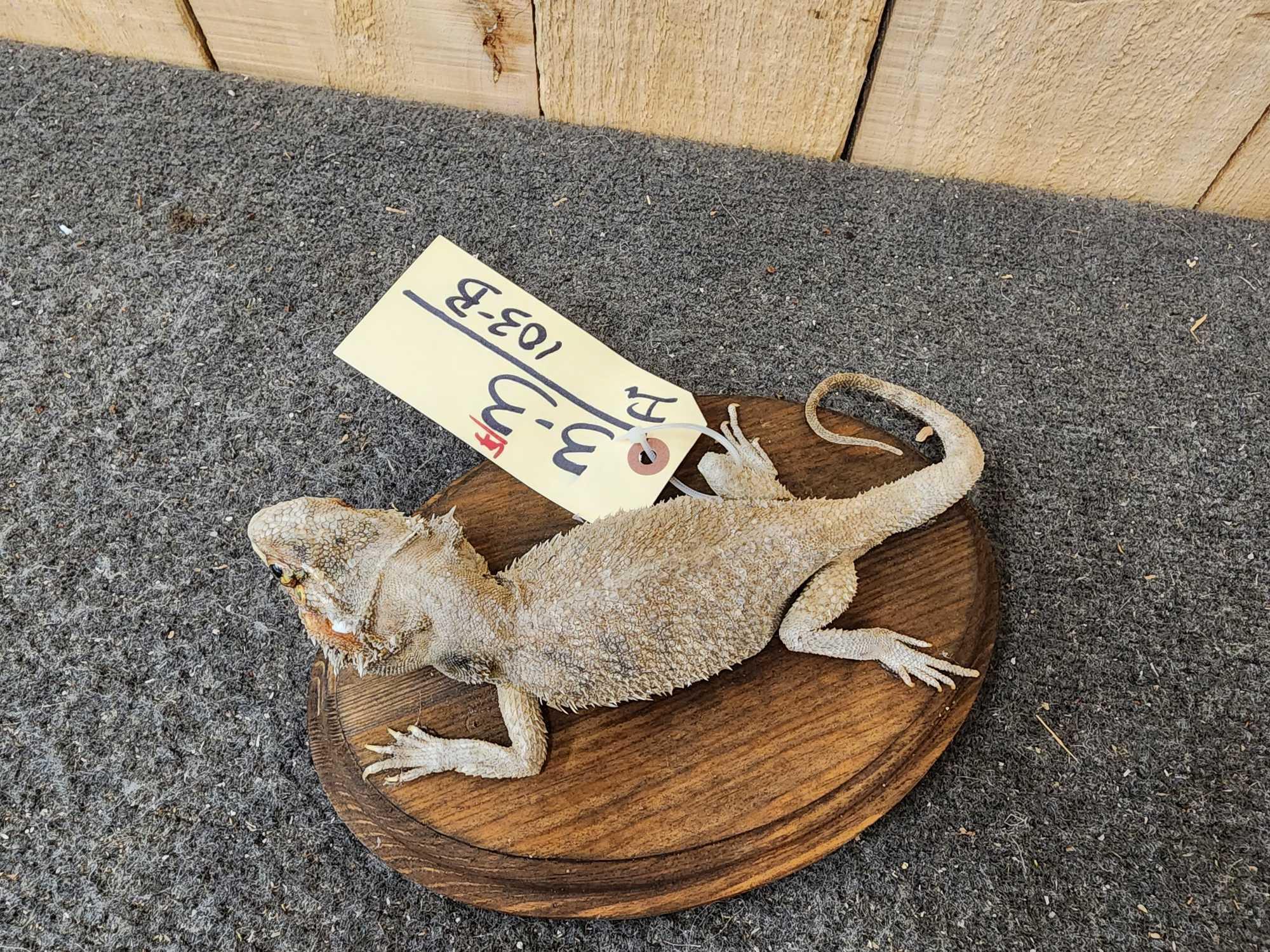 Bearded Dragon Reptile Full Body Taxidermy Mount Reptile