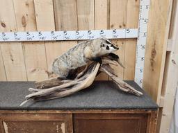 Big FAT Badger Full Body Taxidermy Mount
