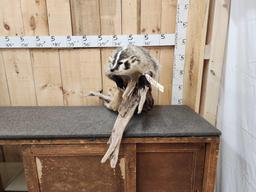 Big FAT Badger Full Body Taxidermy Mount