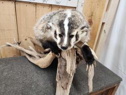 Big FAT Badger Full Body Taxidermy Mount