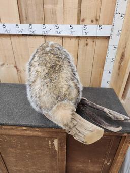 Big FAT Badger Full Body Taxidermy Mount