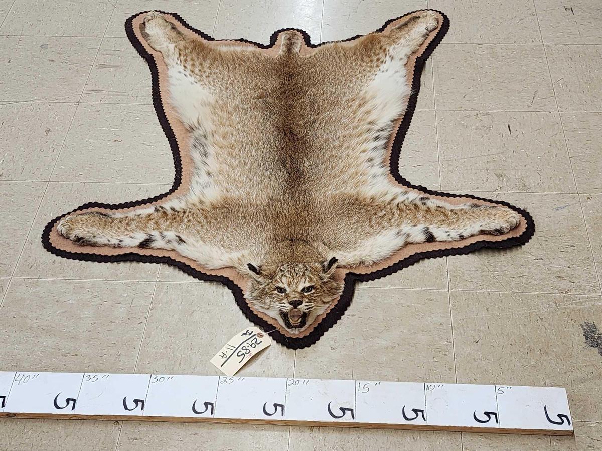 Nice Bobcat Rug Taxidermy