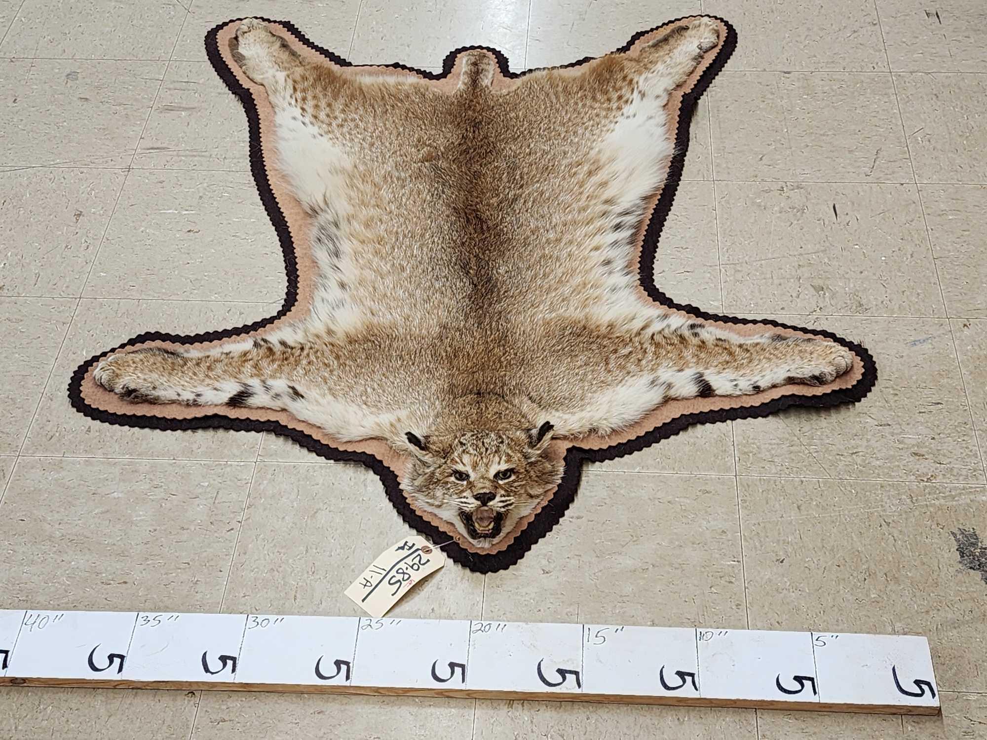 Nice Bobcat Rug Taxidermy