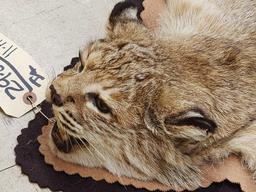 Nice Bobcat Rug Taxidermy