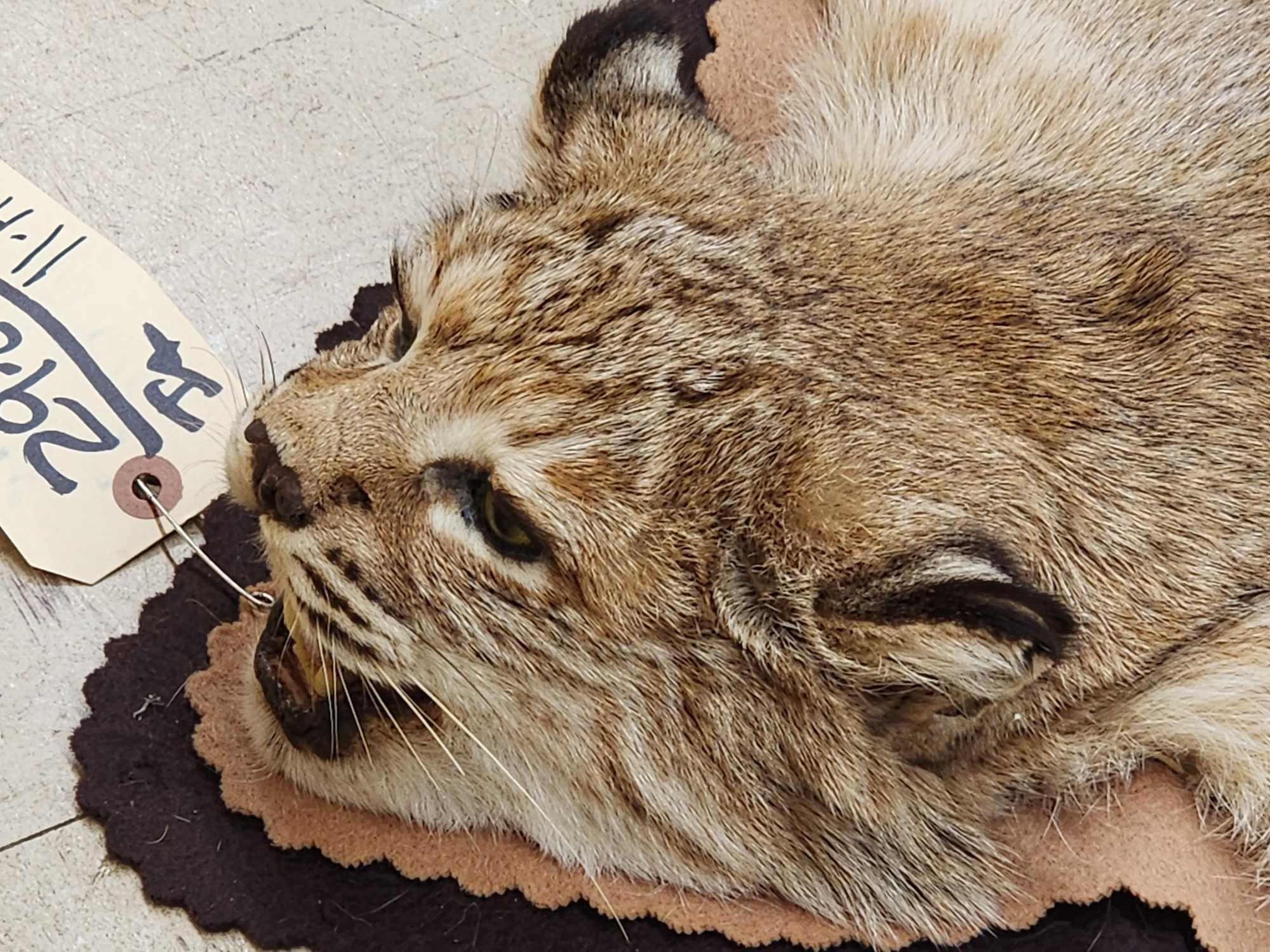 Nice Bobcat Rug Taxidermy