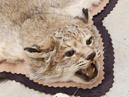 Nice Bobcat Rug Taxidermy