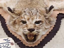 Nice Bobcat Rug Taxidermy