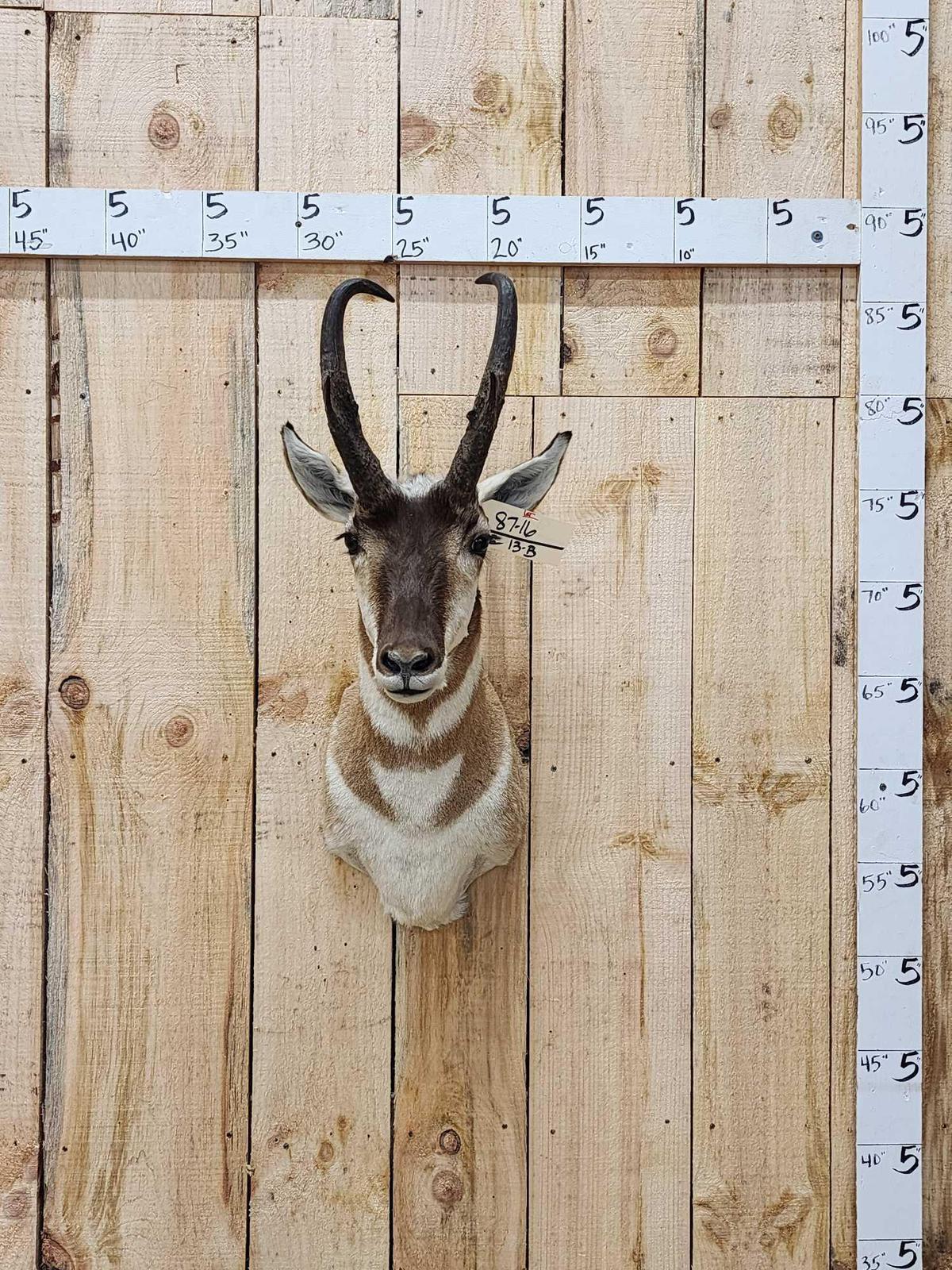 Pronghorn Antelope Shoulder Mount Taxidermy