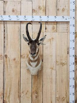 Pronghorn Antelope Shoulder Mount Taxidermy