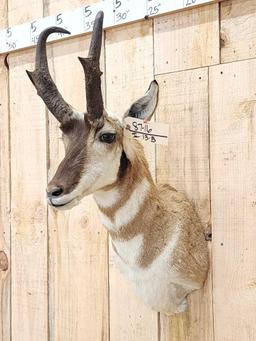 Pronghorn Antelope Shoulder Mount Taxidermy