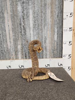 Big Diamondback Rattlesnake Full Body Taxidermy Mount