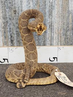 Big Diamondback Rattlesnake Full Body Taxidermy Mount