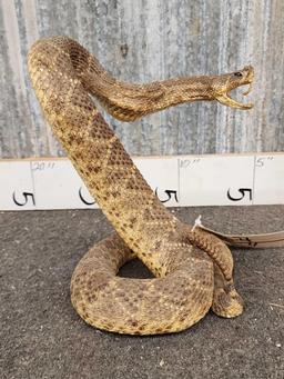 Big Diamondback Rattlesnake Full Body Taxidermy Mount