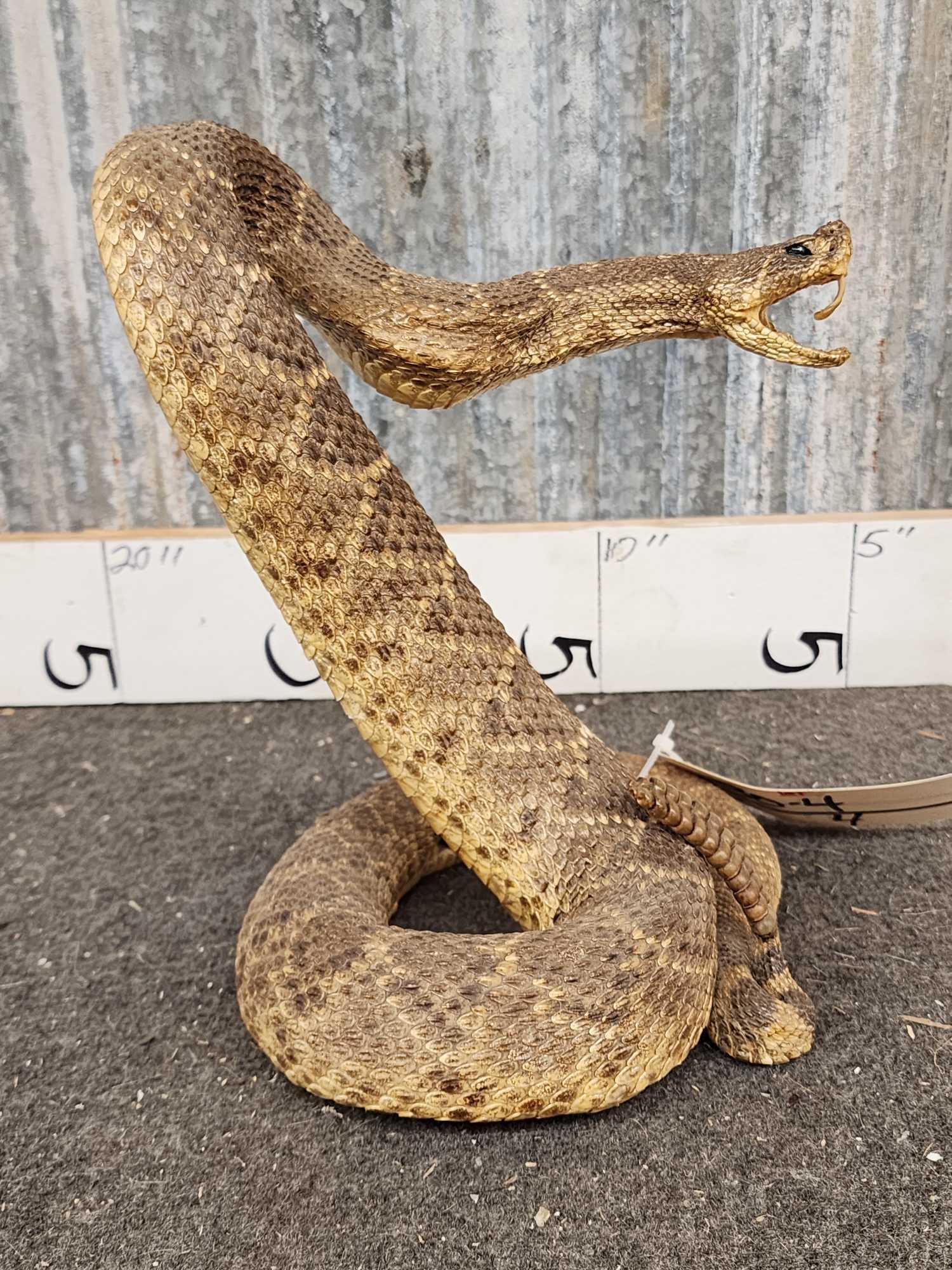 Big Diamondback Rattlesnake Full Body Taxidermy Mount