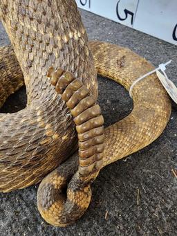 Big Diamondback Rattlesnake Full Body Taxidermy Mount