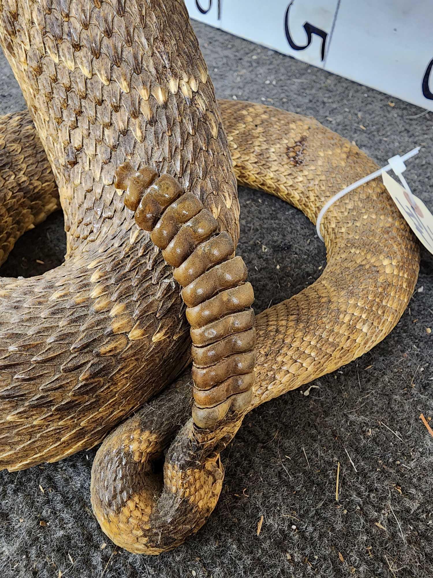 Big Diamondback Rattlesnake Full Body Taxidermy Mount