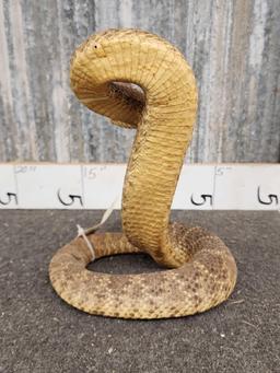 Big Diamondback Rattlesnake Full Body Taxidermy Mount