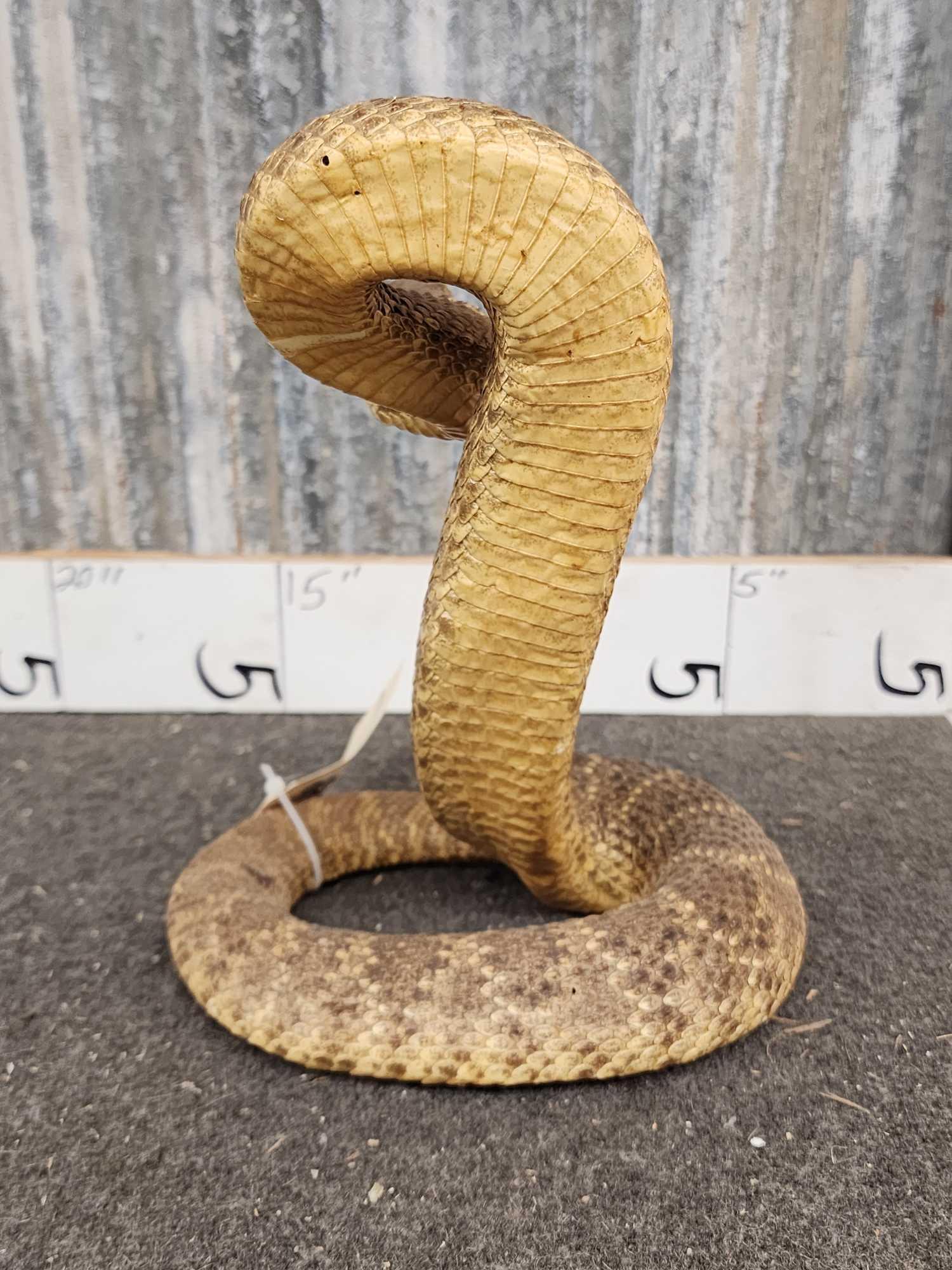 Big Diamondback Rattlesnake Full Body Taxidermy Mount