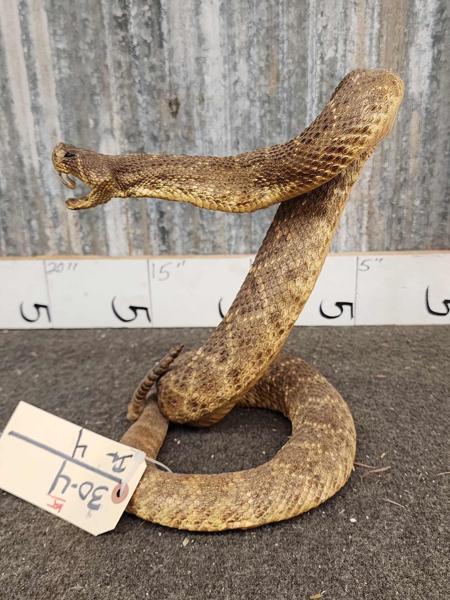 Big Diamondback Rattlesnake Full Body Taxidermy Mount