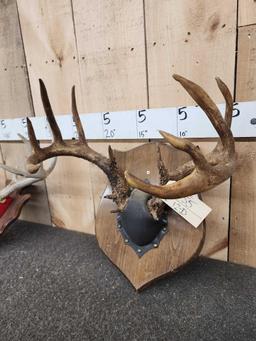 2 Sets Of Whitetail Antlers On Plaques