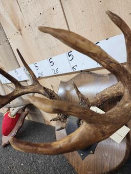 2 Sets Of Whitetail Antlers On Plaques