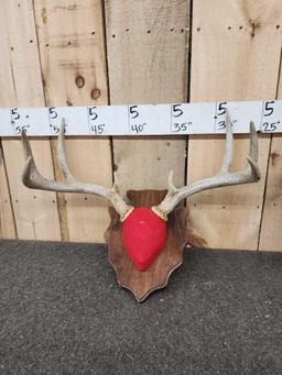 2 Sets Of Whitetail Antlers On Plaques