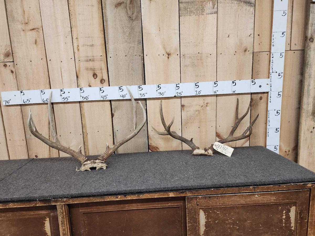 2 Sets Of Mule Deer Antlers On Skull Plate