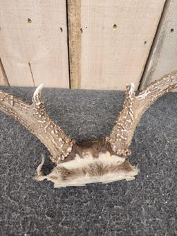 2 Sets Of Mule Deer Antlers On Skull Plate
