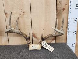 3 Sets Of Whitetail Antlers On Skull Plate