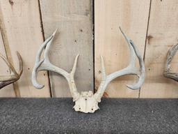 3 Sets Of Whitetail Antlers On Skull Plate