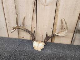 3 Sets Of Whitetail Antlers On Skull Plate
