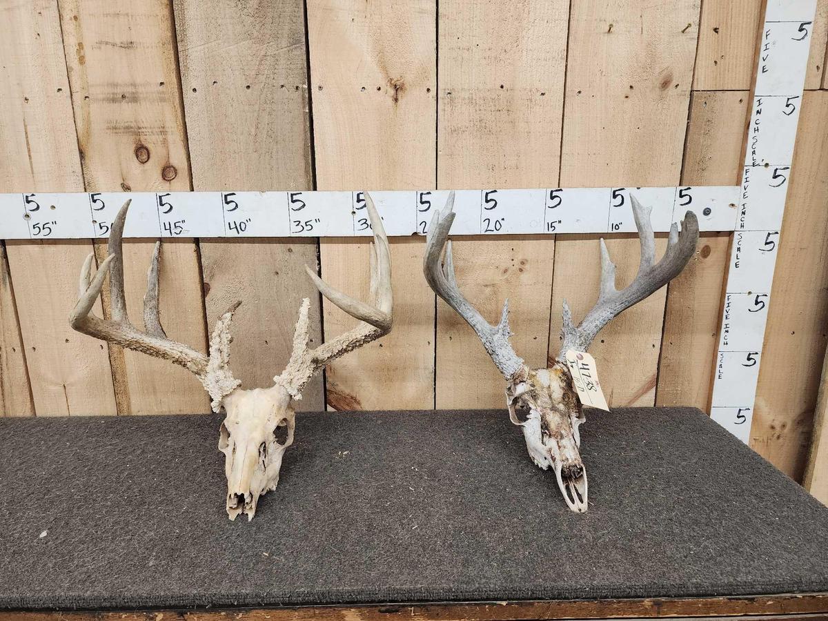 2 Sets Of Whitetail Antlers On Skulls