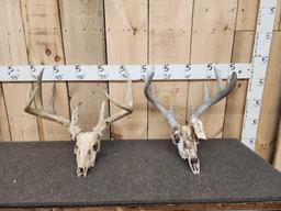 2 Sets Of Whitetail Antlers On Skulls