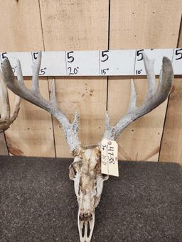 2 Sets Of Whitetail Antlers On Skulls