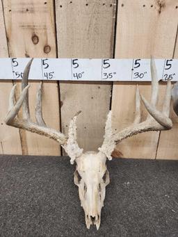 2 Sets Of Whitetail Antlers On Skulls