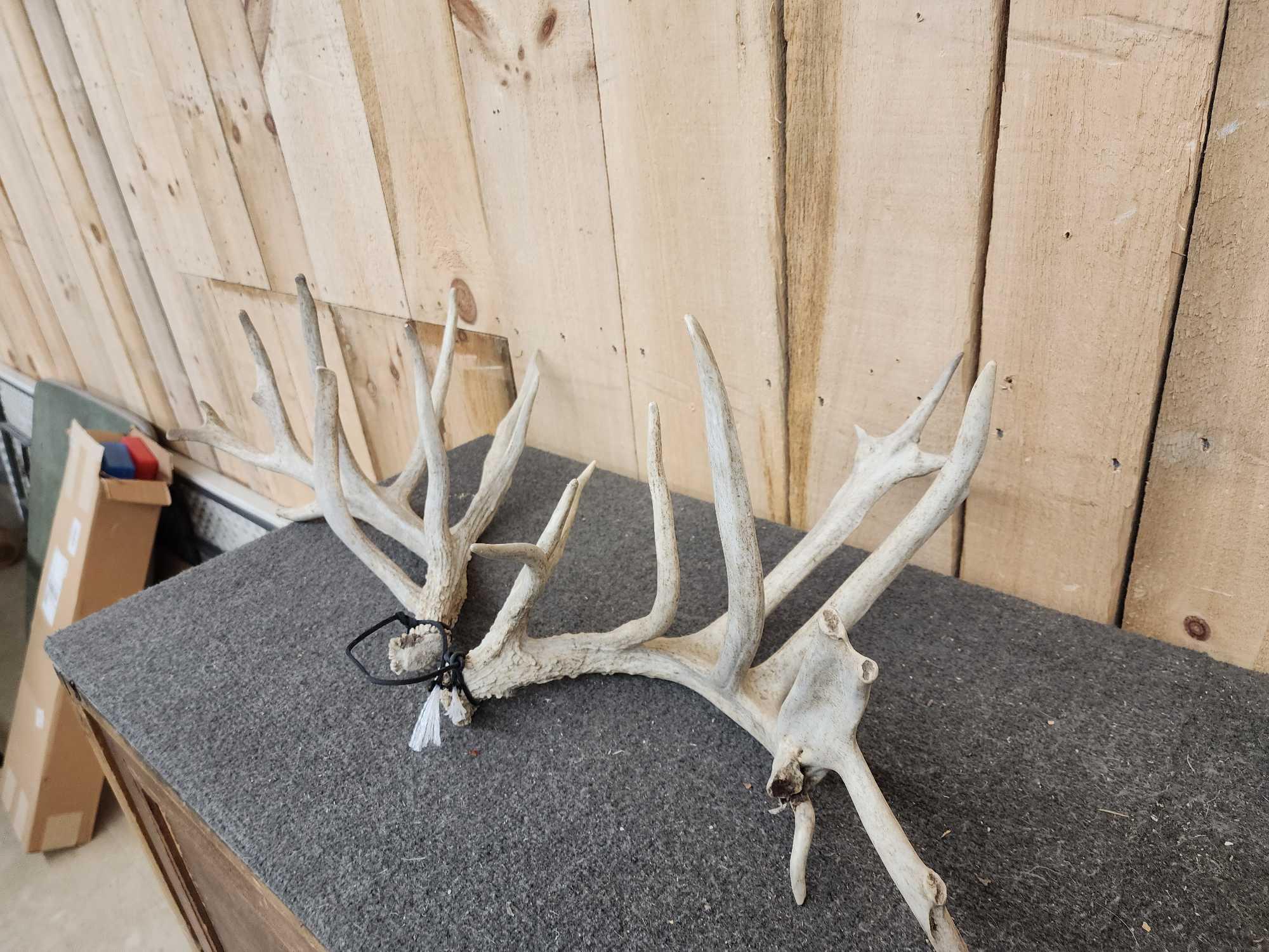 4 Matched Sets Of Whitetail Shed Antlers