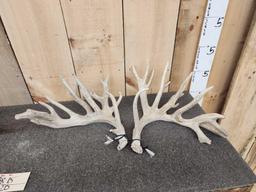 4 Matched Sets Of Whitetail Shed Antlers