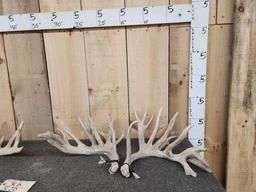 4 Matched Sets Of Whitetail Shed Antlers