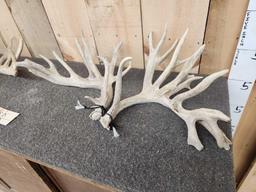 4 Matched Sets Of Whitetail Shed Antlers