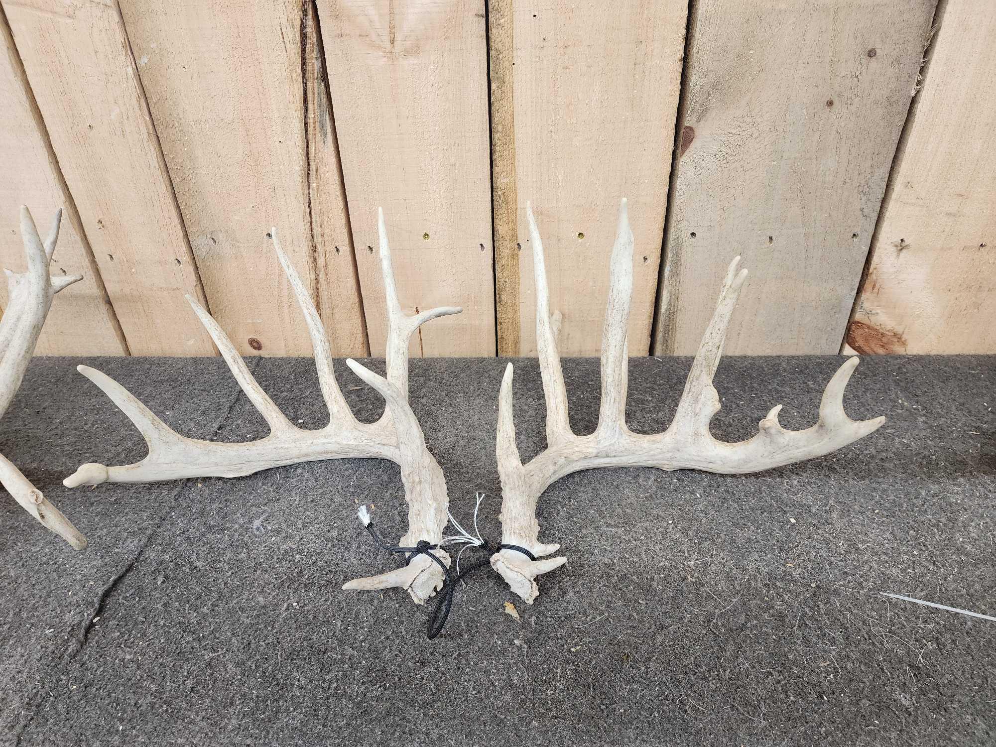 4 Matched Sets Of Whitetail Shed Antlers