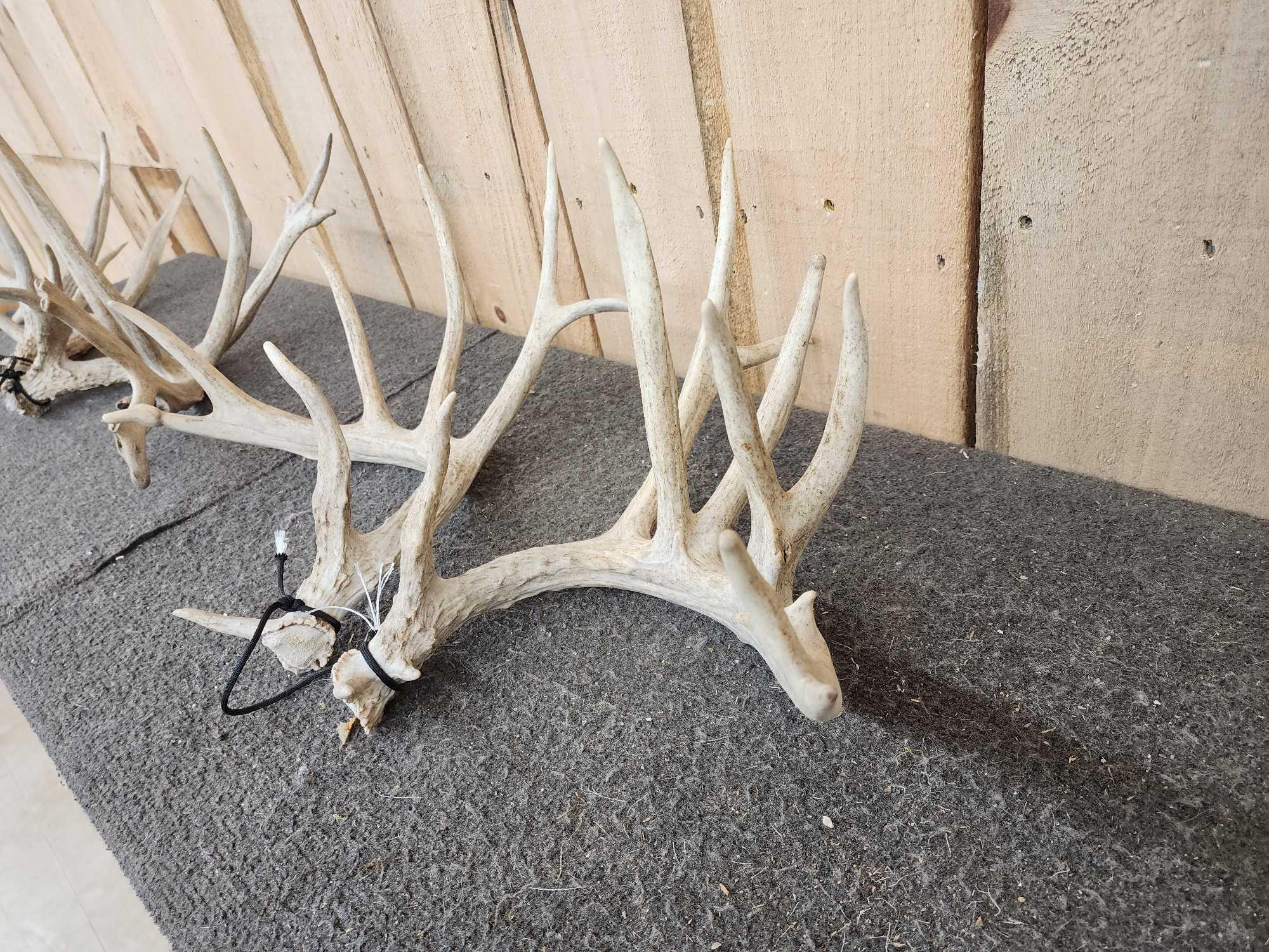 4 Matched Sets Of Whitetail Shed Antlers