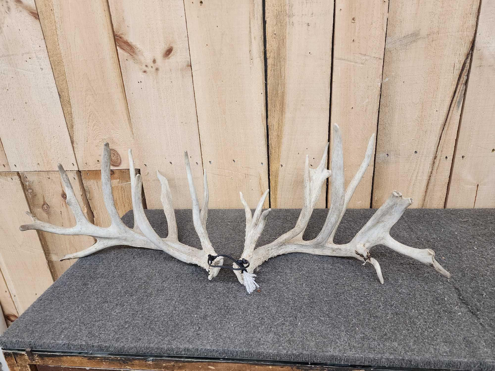 4 Matched Sets Of Whitetail Shed Antlers