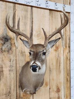 4x5 Whitetail Shoulder Mount Taxidermy