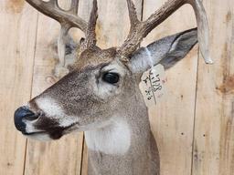 4x5 Whitetail Shoulder Mount Taxidermy
