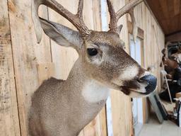 4x5 Whitetail Shoulder Mount Taxidermy