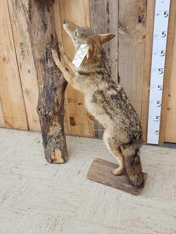 Coyote Treeing 2 Raccoons Taxidermy