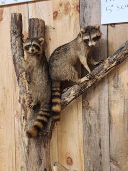 Coyote Treeing 2 Raccoons Taxidermy